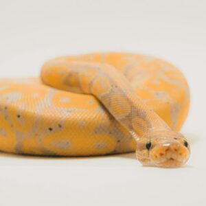Investment-grade GHI Ball Python morph showing deep color saturation and complex pattern contrast.