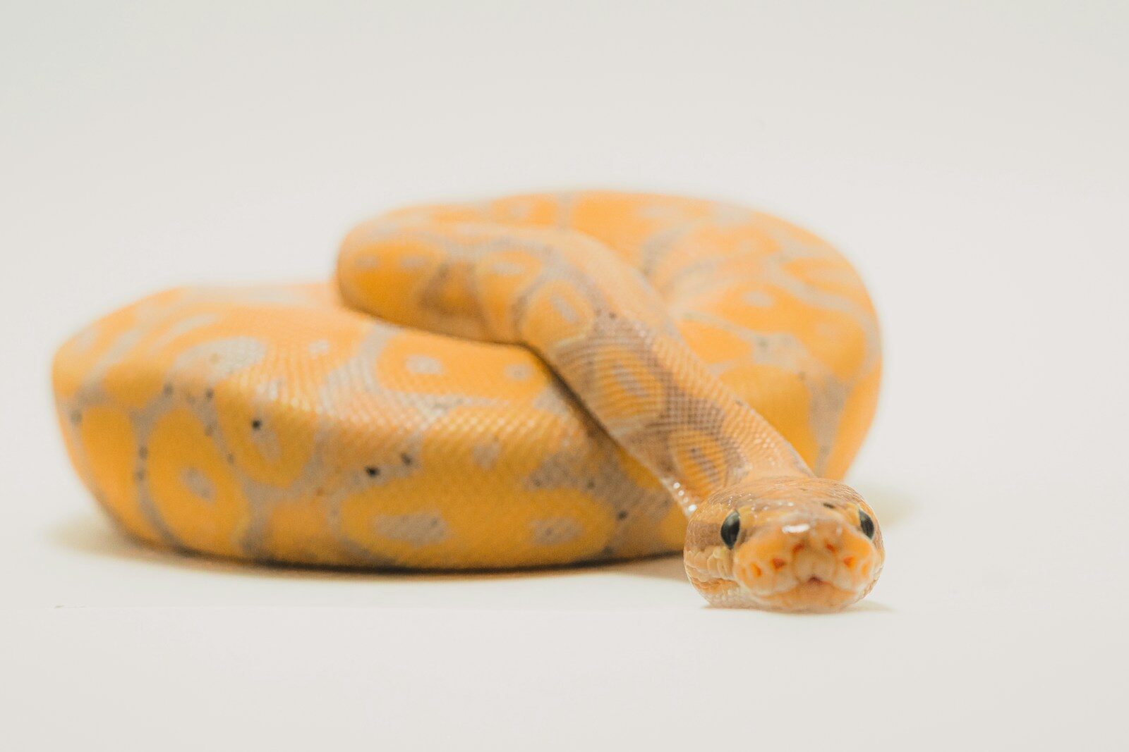 Investment-grade GHI Ball Python morph showing deep color saturation and complex pattern contrast.