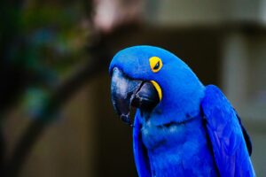A stunning deep cobalt blue Hyacinth Macaw for sale with yellow eye rings perched on a natural branch.