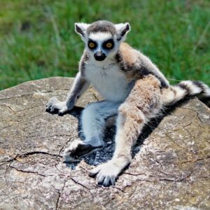 A socialized Ring-Tailed Lemur for sale with a long black-and-white striped tail perched in a sunbathing posture.