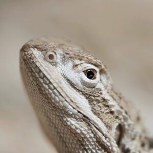 A high-expression white Zero Morph Bearded Dragon for sale standing on a dark volcanic rock.