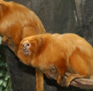 A stunning Golden Lion Tamarin for sale with a vibrant orange-gold mane perched on a natural branch.