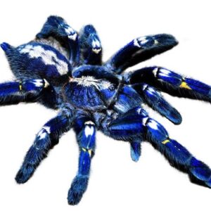 Adult Gooty Sapphire Ornamental Tarantula displaying intense metallic blue and yellow patterns on a natural cork bark background.