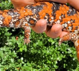 Rare Shingleback Skink with heavily armored dark scales and a distinctive blunt tail.