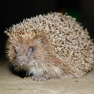 Pinto African Pygmy Hedgehog with high-contrast white and dark quills on a soft background.