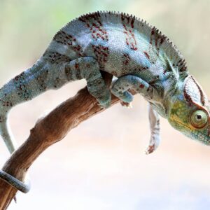 a lizard on a branch