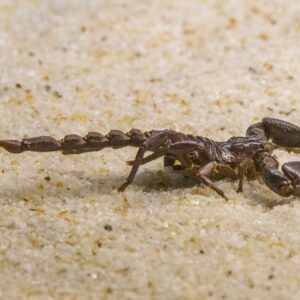 Large glossy black Asian Forest Scorpion with heavy pincers on a natural mossy substrate.