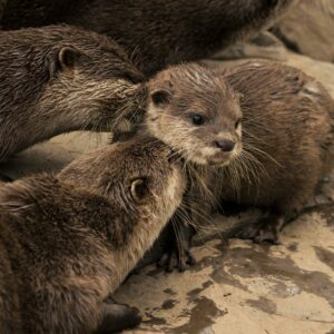 Playful Asian Small-Clawed Otter with sleek brown fur and sensitive paws holding a smooth stone. Asian Small-Clawed Otter for sale