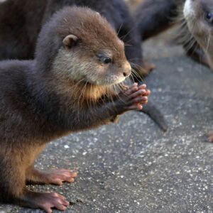 Baby Otters for Sale (Aonyx cinereus) : The Playful Water-Dancer