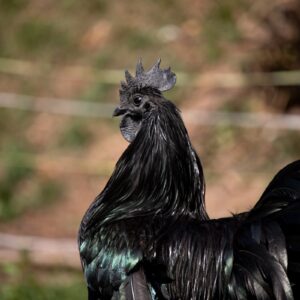 Ayam Cemani for Sale | Rare Indonesian All-Black Poultry