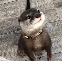 Young small-clawed otter
