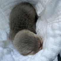 Asian small-clawed otter pup