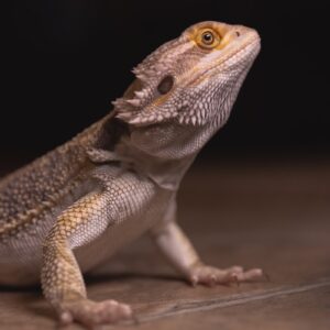 A vibrant orange Hypo Bearded Dragon for sale perched on a desert basking rock.