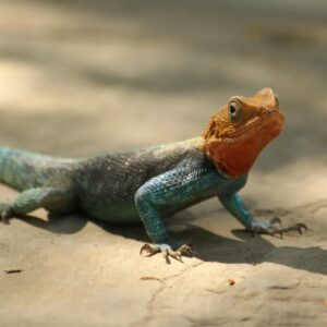 Stunning Axanthic Blue Iguana with vibrant turquoise scales and alert posture.