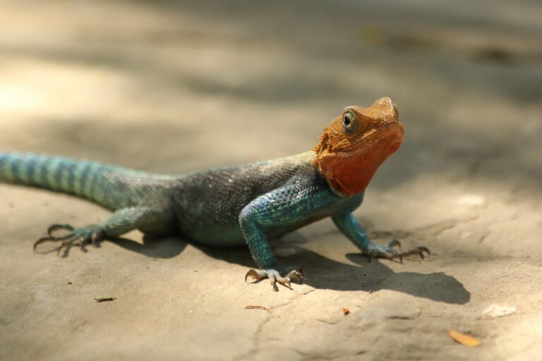 Premium Exotic Reptiles