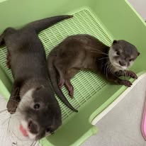 Asian small-clawed otter pair