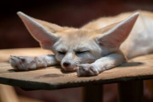 Hand-raised juvenile Fennec Fox with large ears and healthy coat, socialized for private collections.