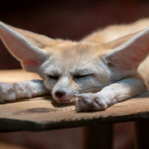 Hand-raised juvenile Fennec Fox with large ears and healthy coat, socialized for private collections.