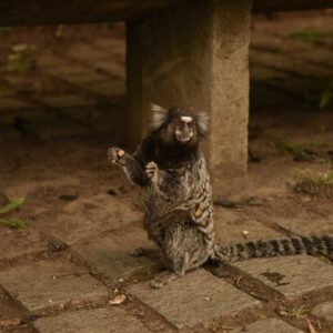 Juvenile Common Marmoset clinging to a branch, showing social behavior and healthy fur condition.