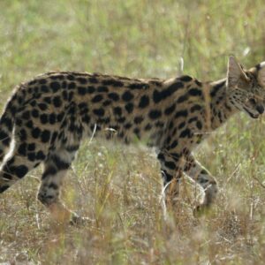 F1 Savannah Cat with distinct serval-like spots and athletic build.