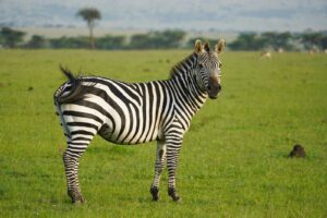 Healthy juvenile Grant's Zebra available through Elier Farms vetted breeder network.
