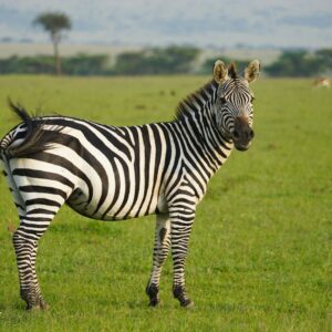 Healthy juvenile Grant's Zebra available through Elier Farms vetted breeder network.