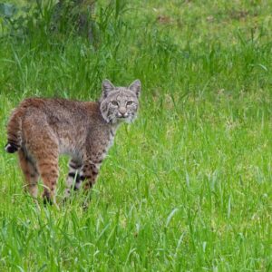 ynx-rufus-bobcat-captive-born-elier-farms.jpg