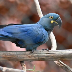 Majestic Hyacinth Macaw with deep cobalt blue feathers and bright yellow eye rings perched on a natural stand.