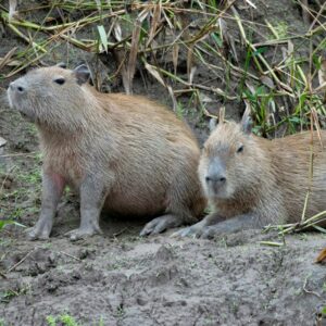 uvenile Capybara resting in a semi-aquatic professional enclosure.