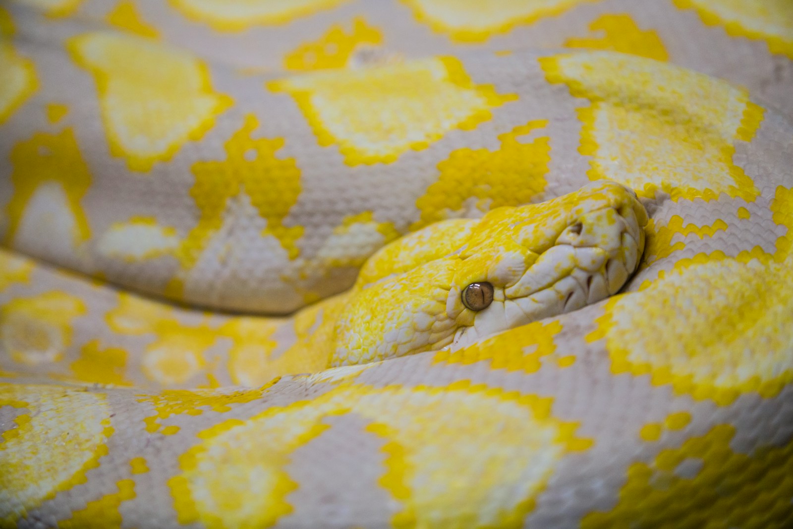 Extremely rare Albino Enigma Axanthic Reticulated Python with iridescent high-contrast scales.