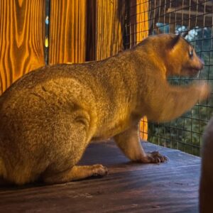 Juvenile Kinkajou with soft golden fur and a prehensile tail grasping a natural branch.