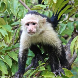 A clever Black-Capped Capuchin for sale with a dark cap of fur, holding an interactive toy.