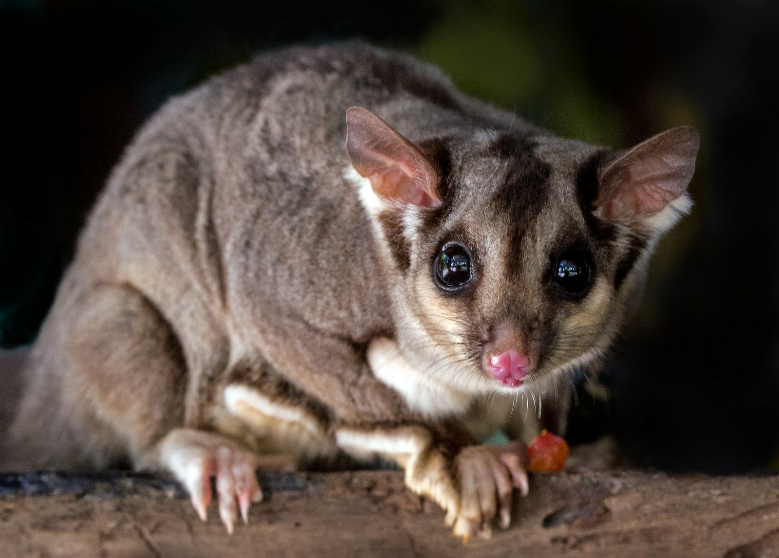 Rare Leucistic Sugar Glider with pure white fur and large dark eyes.