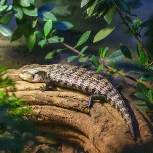 Northern Blue-Tongued Skink showing its bright blue tongue and healthy, thick-scaled body.