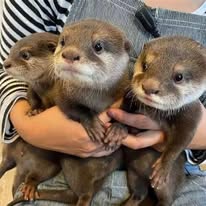 Asian small-clawed otter trio