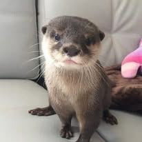 Asian small-clawed otter pup