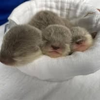 Asian small-clawed otters