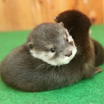 Asian small-clawed otter pair