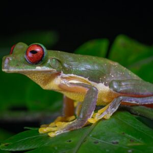 A vibrant Red-Eyed Tree Frog for sale with bright red eyes perched on a lush green leaf.