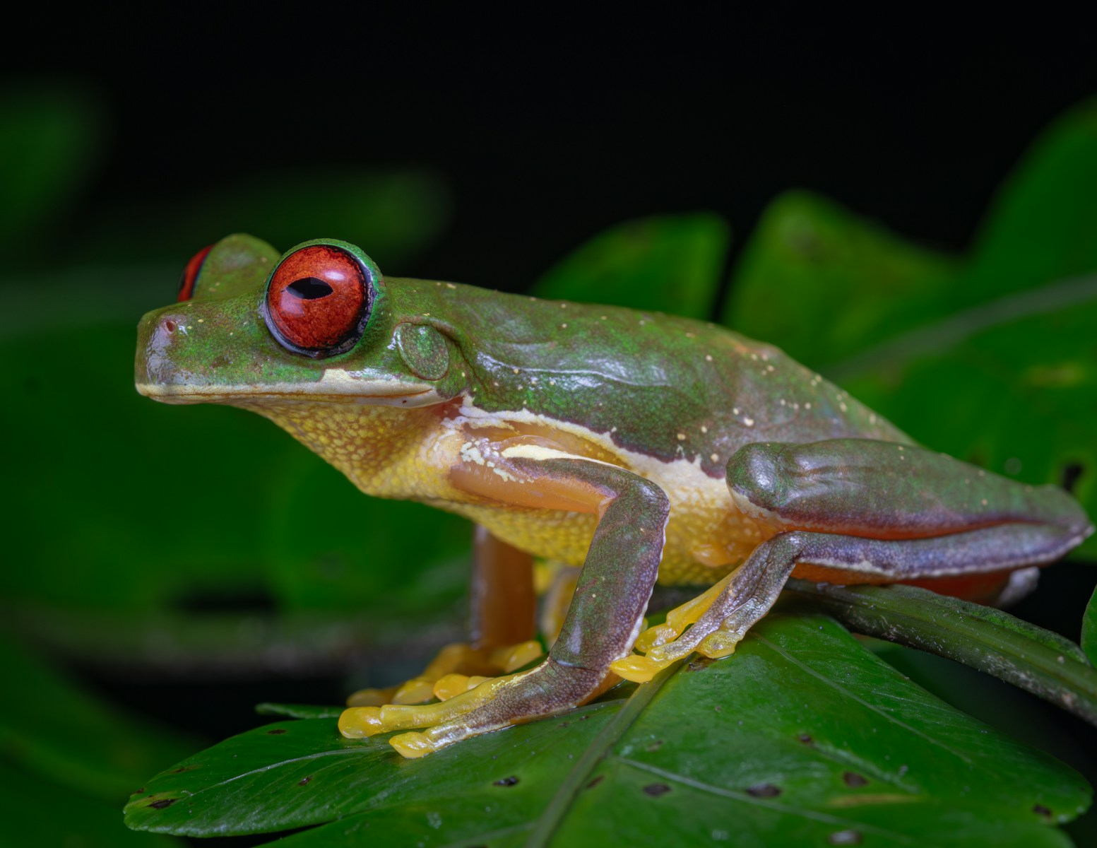 A vibrant Red-Eyed Tree Frog for sale with bright red eyes perched on a lush green leaf.