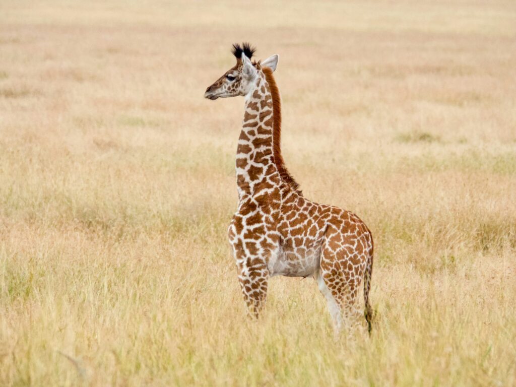 A majestic Reticulated Giraffe for sale with a high-contrast orange and white net-like pattern.
