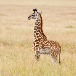 A majestic Reticulated Giraffe for sale with a high-contrast orange and white net-like pattern.