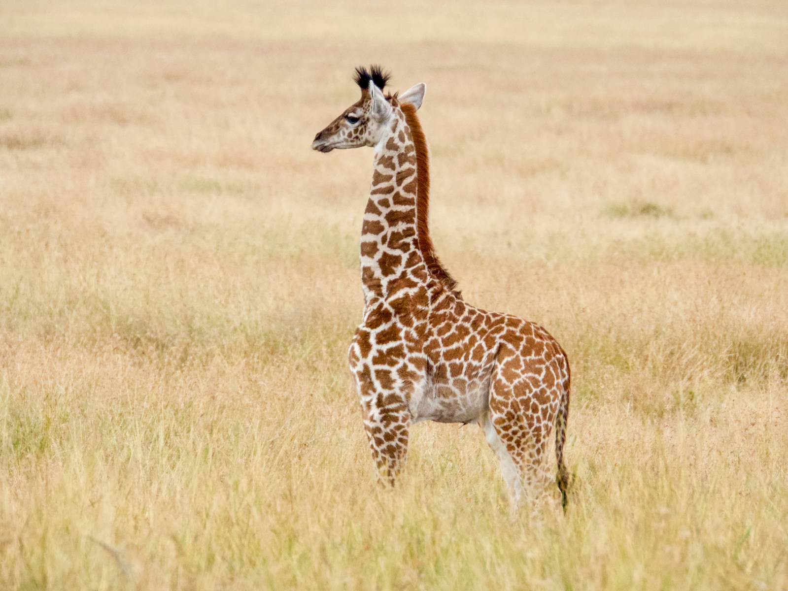 A majestic Reticulated Giraffe for sale with a high-contrast orange and white net-like pattern.