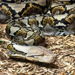 buy exotic animals online premium farm bred .Reticulated Python for sale with white and lavender scales coiled on a dark substrate.