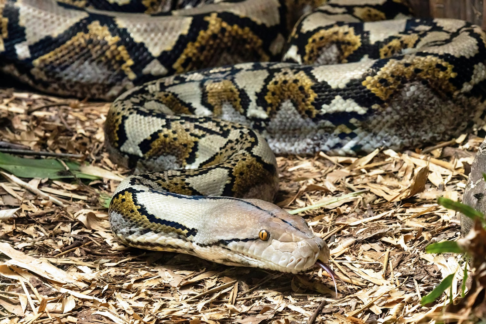 buy exotic animals online premium farm bred .Reticulated Python for sale with white and lavender scales coiled on a dark substrate.