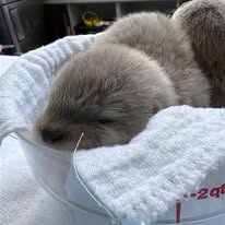 Young Asian small-clawed otter
