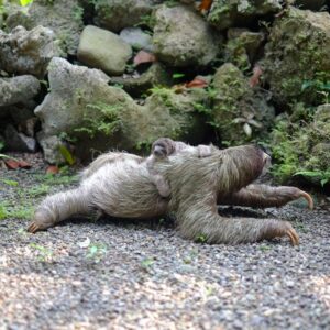 A calm Two-Toed Sloth for sale hanging from a branch, showing its unique claws and peaceful face.