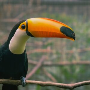 A stunning Toco Toucan for sale with a large orange beak perched on a natural tropical branch.