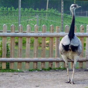A tall, shaggy-feathered Emu for sale standing in a grassy secure pasture.
