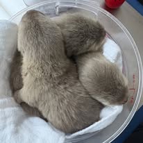 Young Asian small-clawed otters